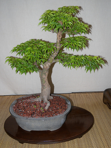 Cut-Leaf Japanese Maple